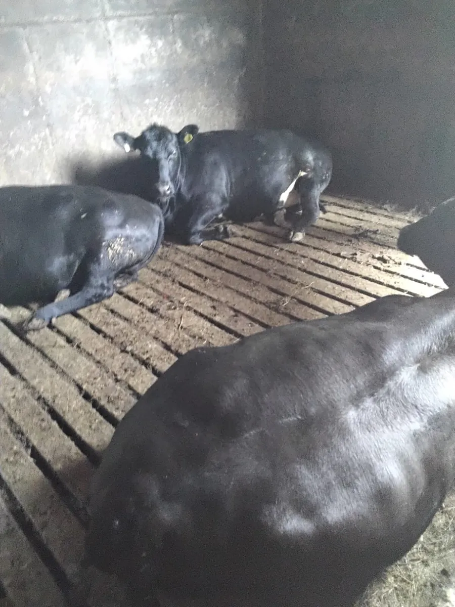 Cattle - Image 3