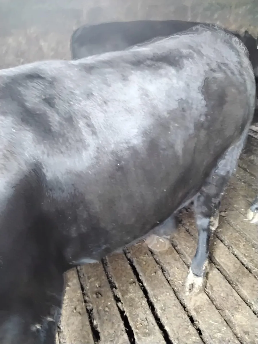 Cattle - Image 4