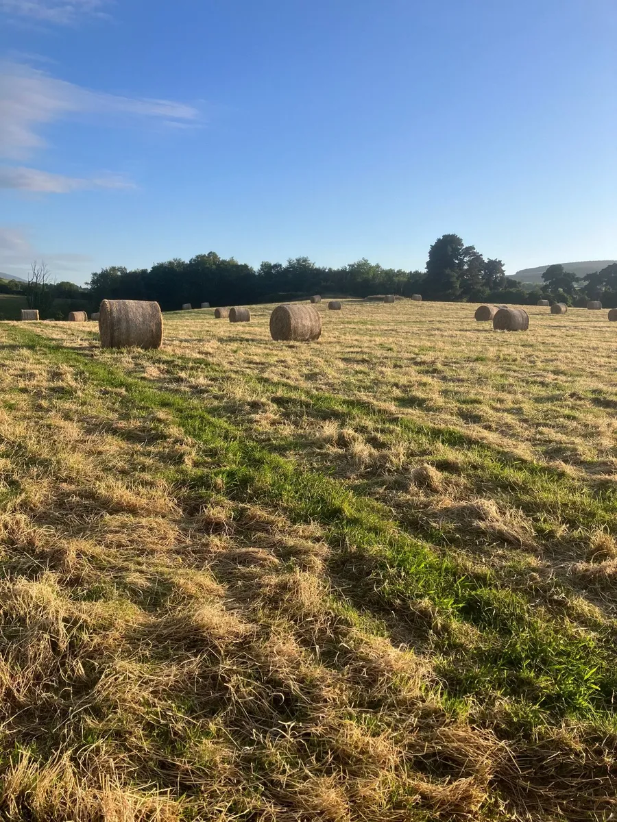 Hay