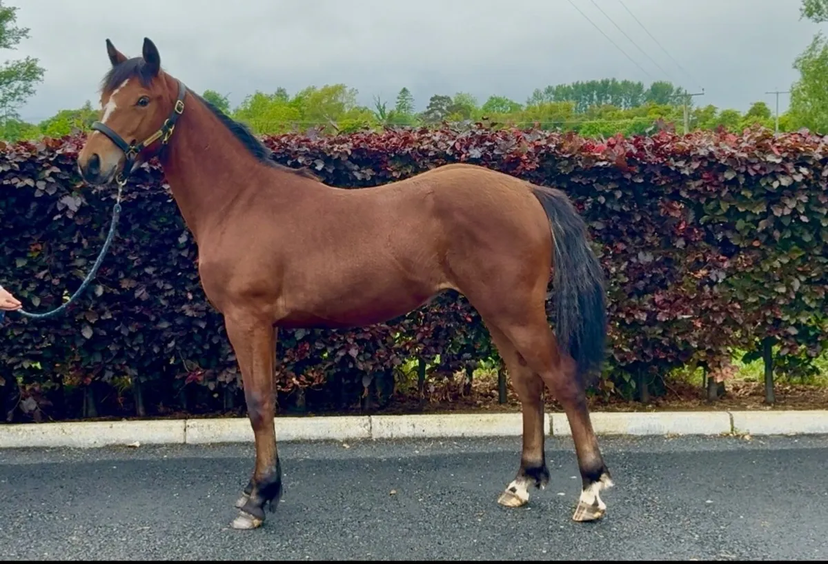 Top class Connemara colt - Image 1