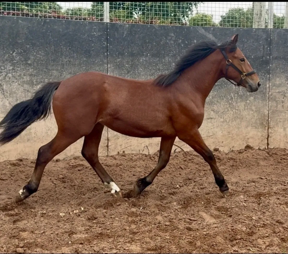 Top class Connemara colt - Image 2