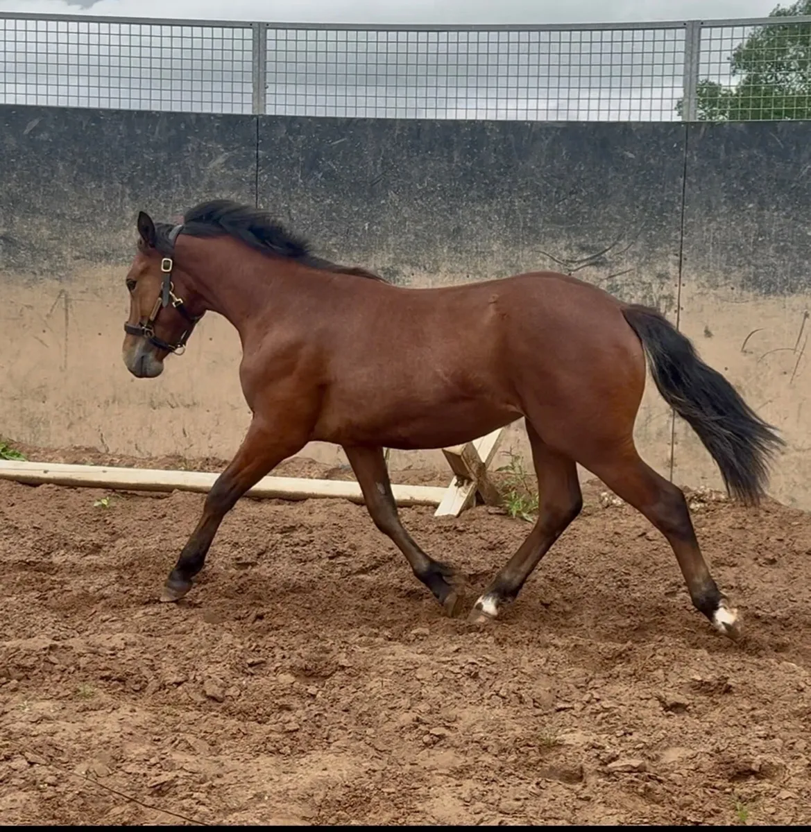 Top class Connemara colt - Image 3