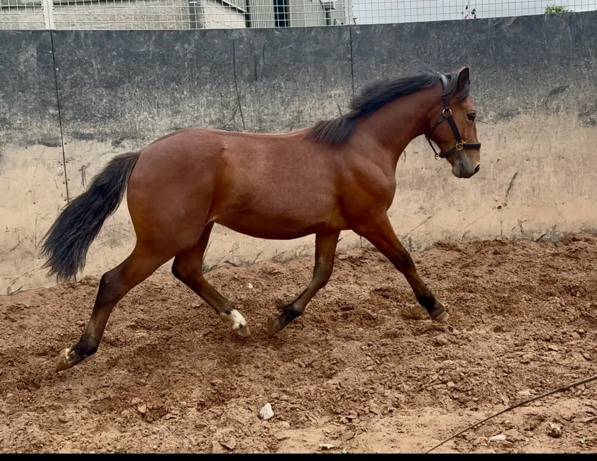 Top class Connemara colt - Image 4