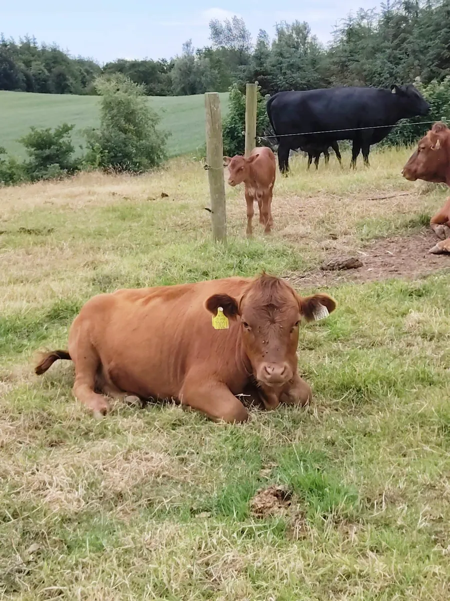 Dexter Heifer - Image 2