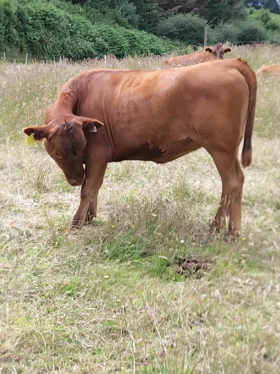 Dexter Heifer - Image 3