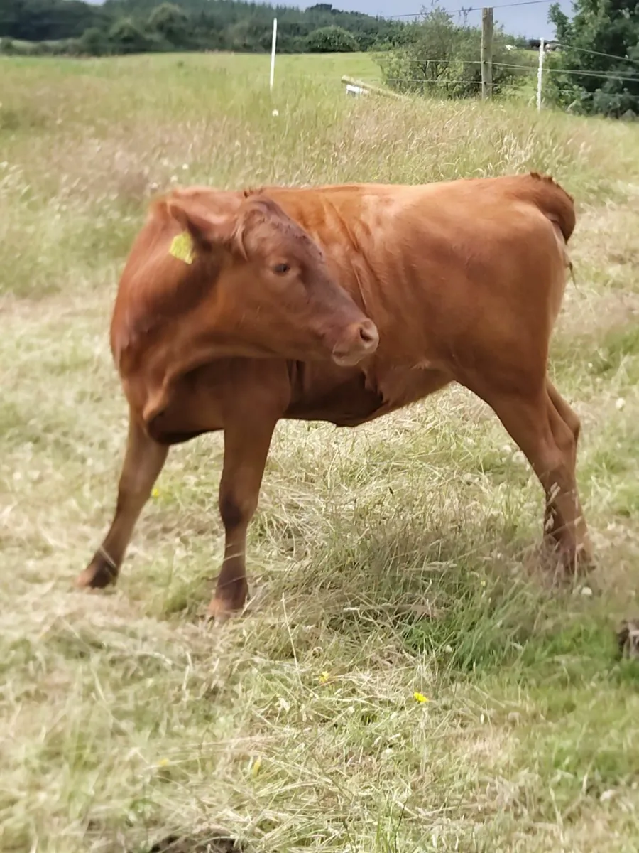 Dexter Heifer - Image 4