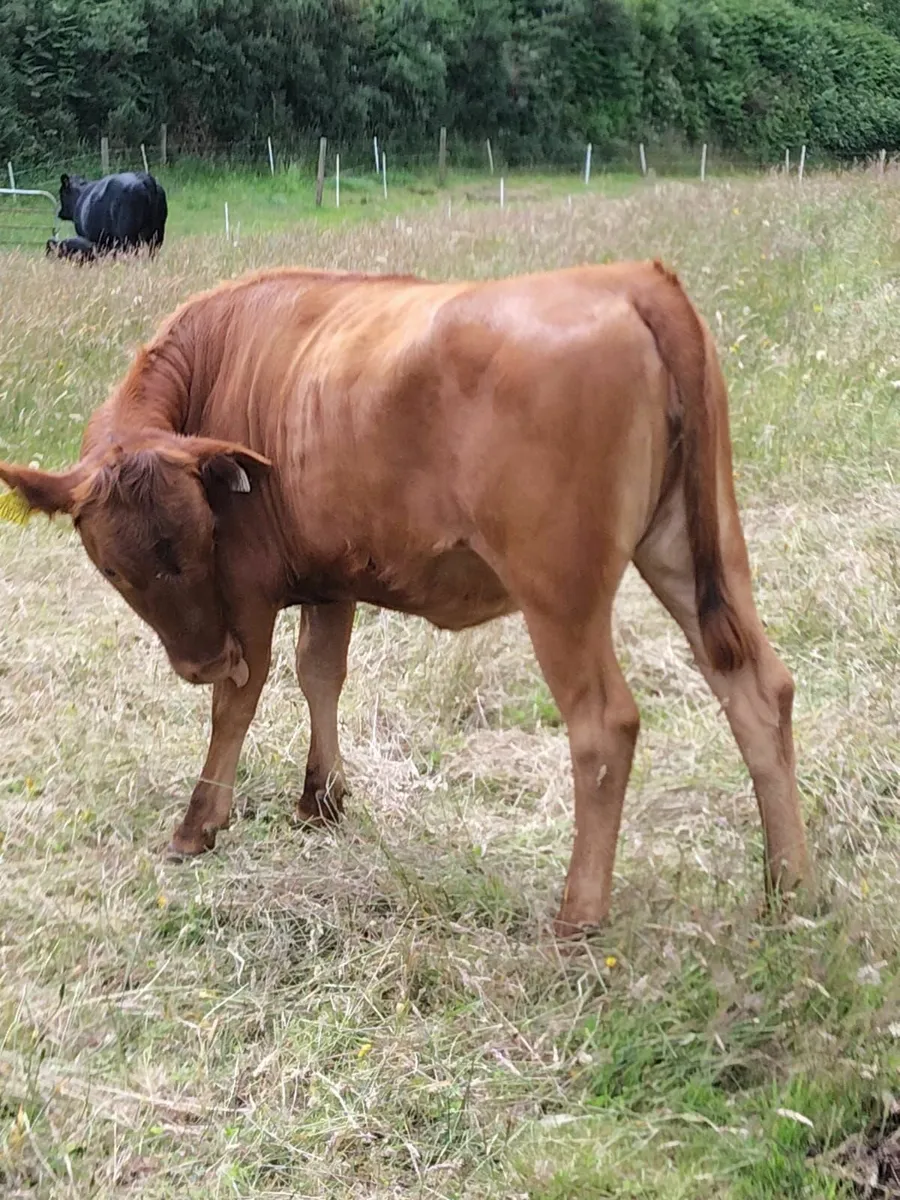 Dexter Heifer - Image 1