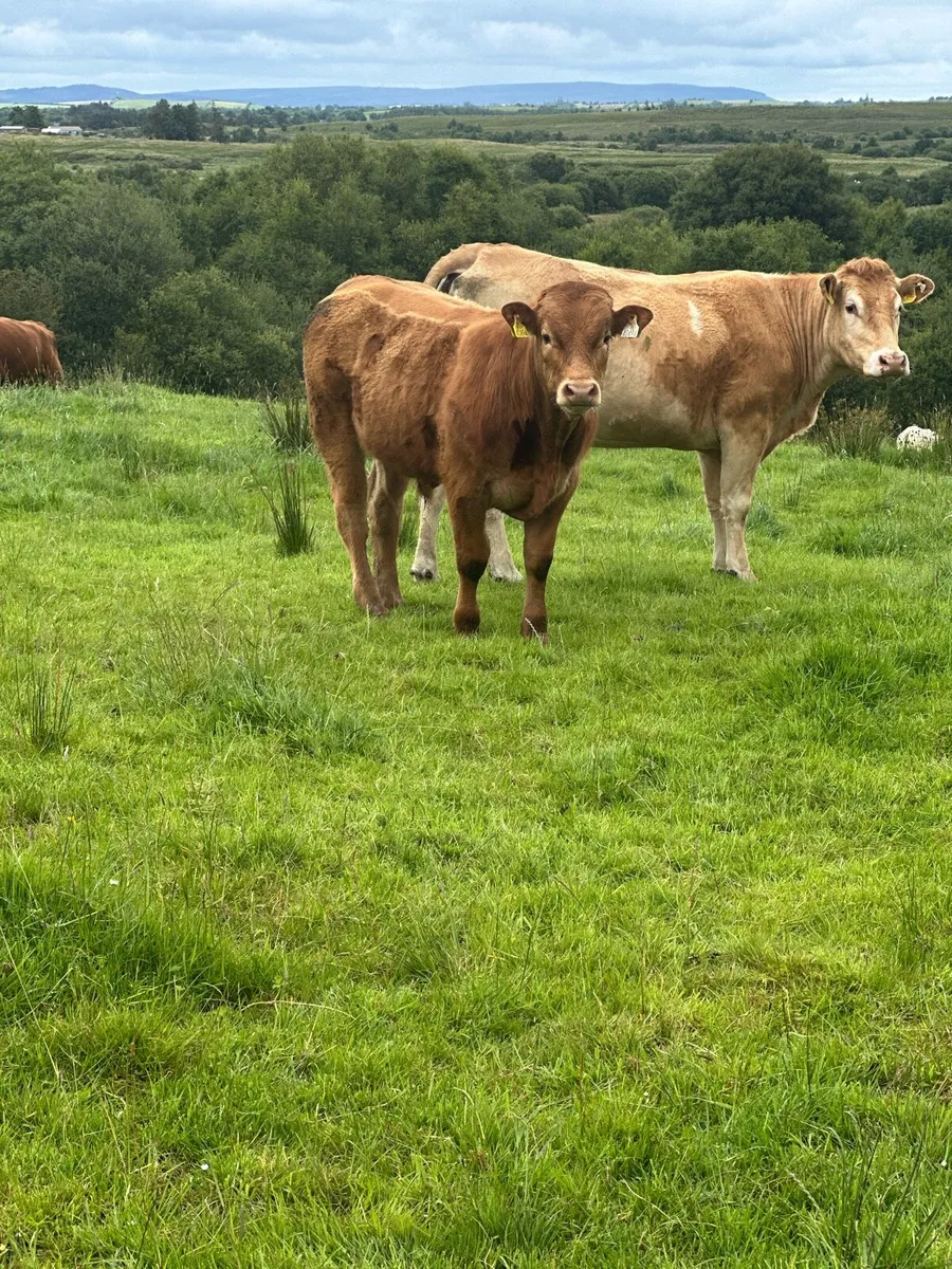 Lm Bull Weanling for sale - Image 1