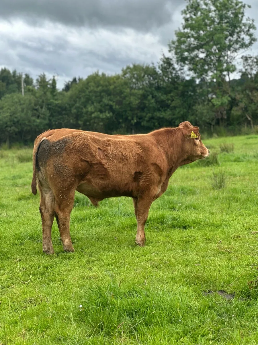 Lm Bull Weanling for sale - Image 2