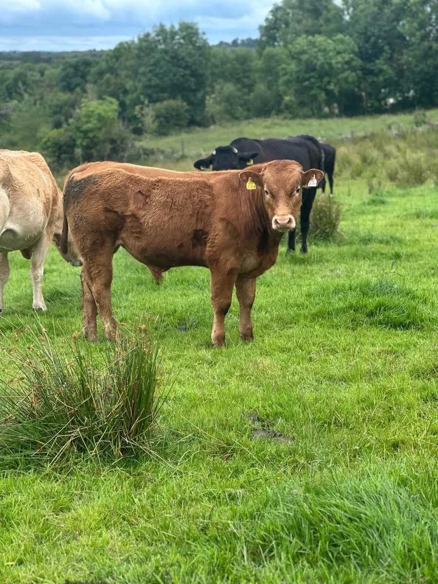 Lm Bull Weanling for sale - Image 3