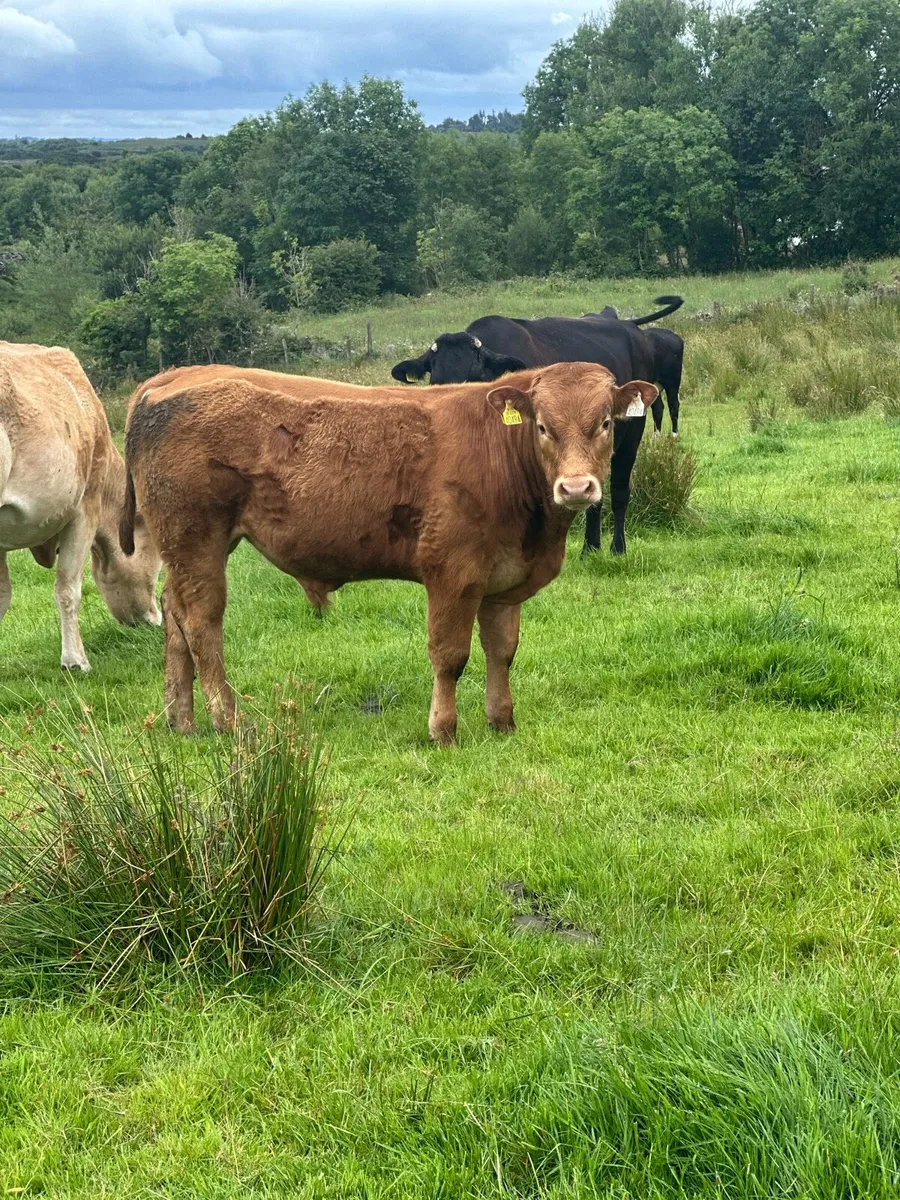 Lm Bull Weanling for sale - Image 4
