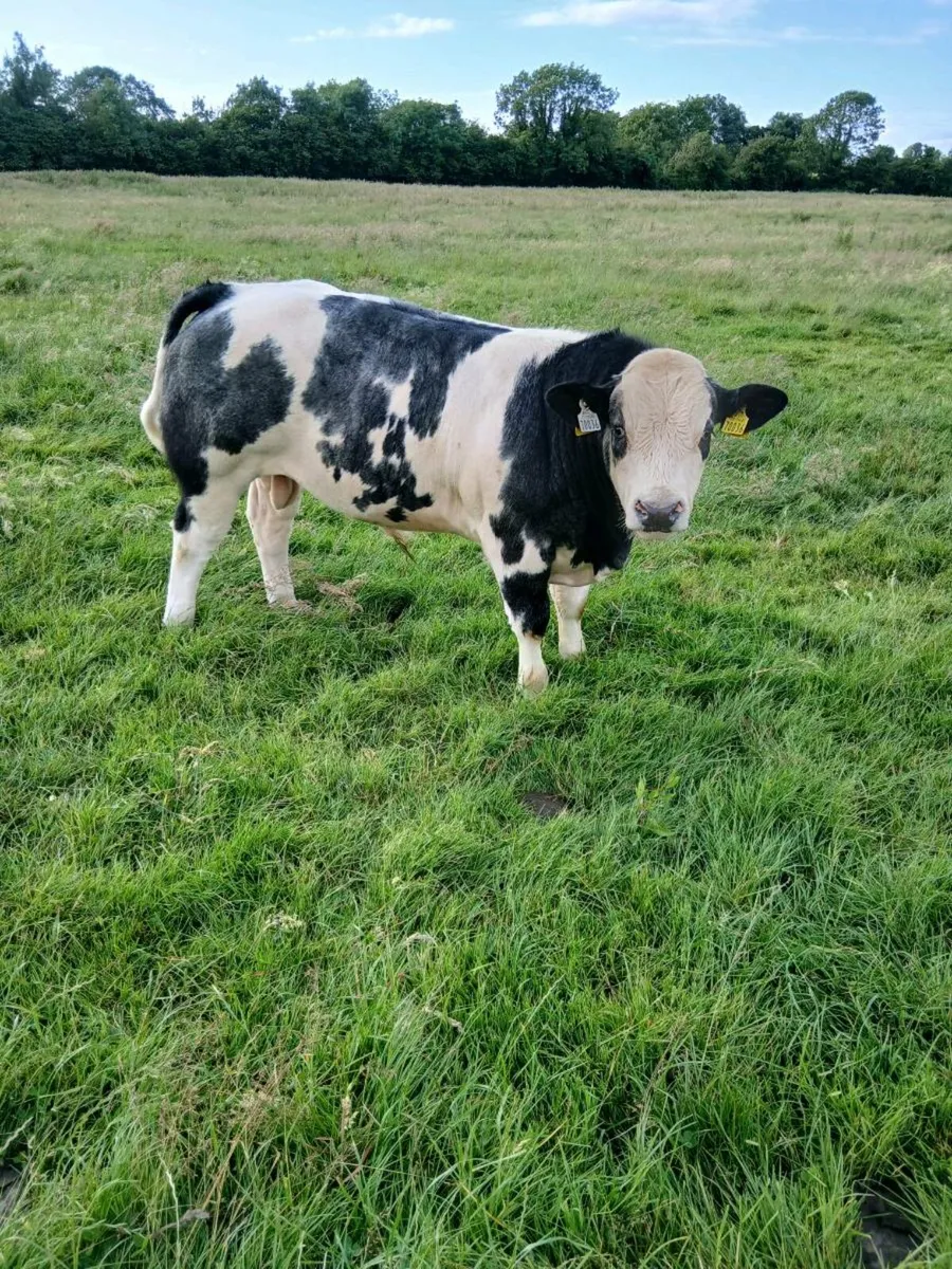 AI Bred bull weanlings - Image 1