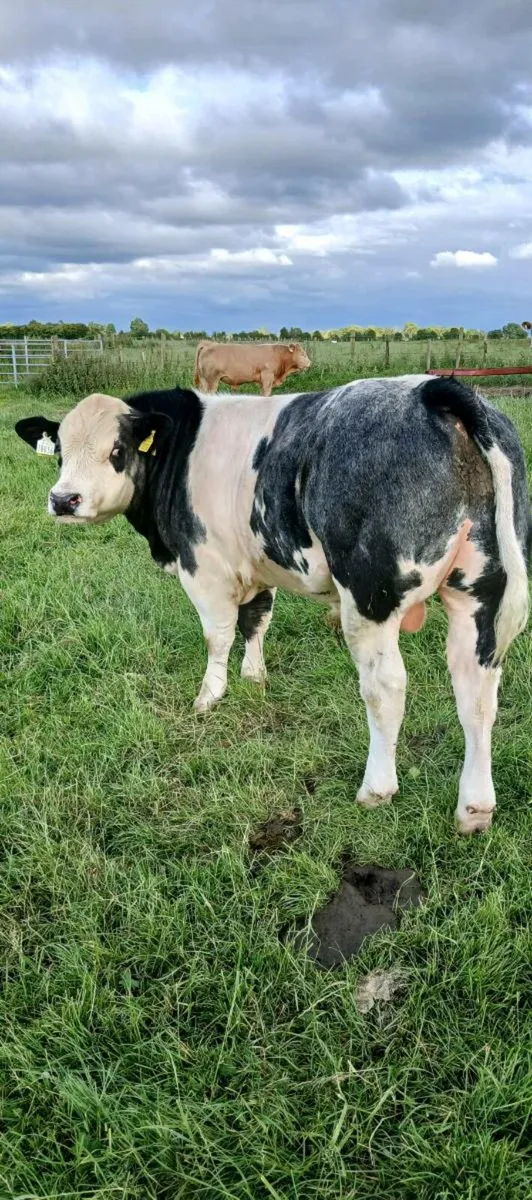 AI Bred bull weanlings - Image 2