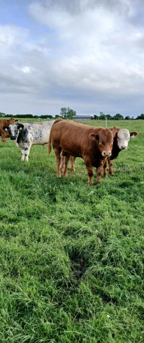 AI Bred bull weanlings - Image 3