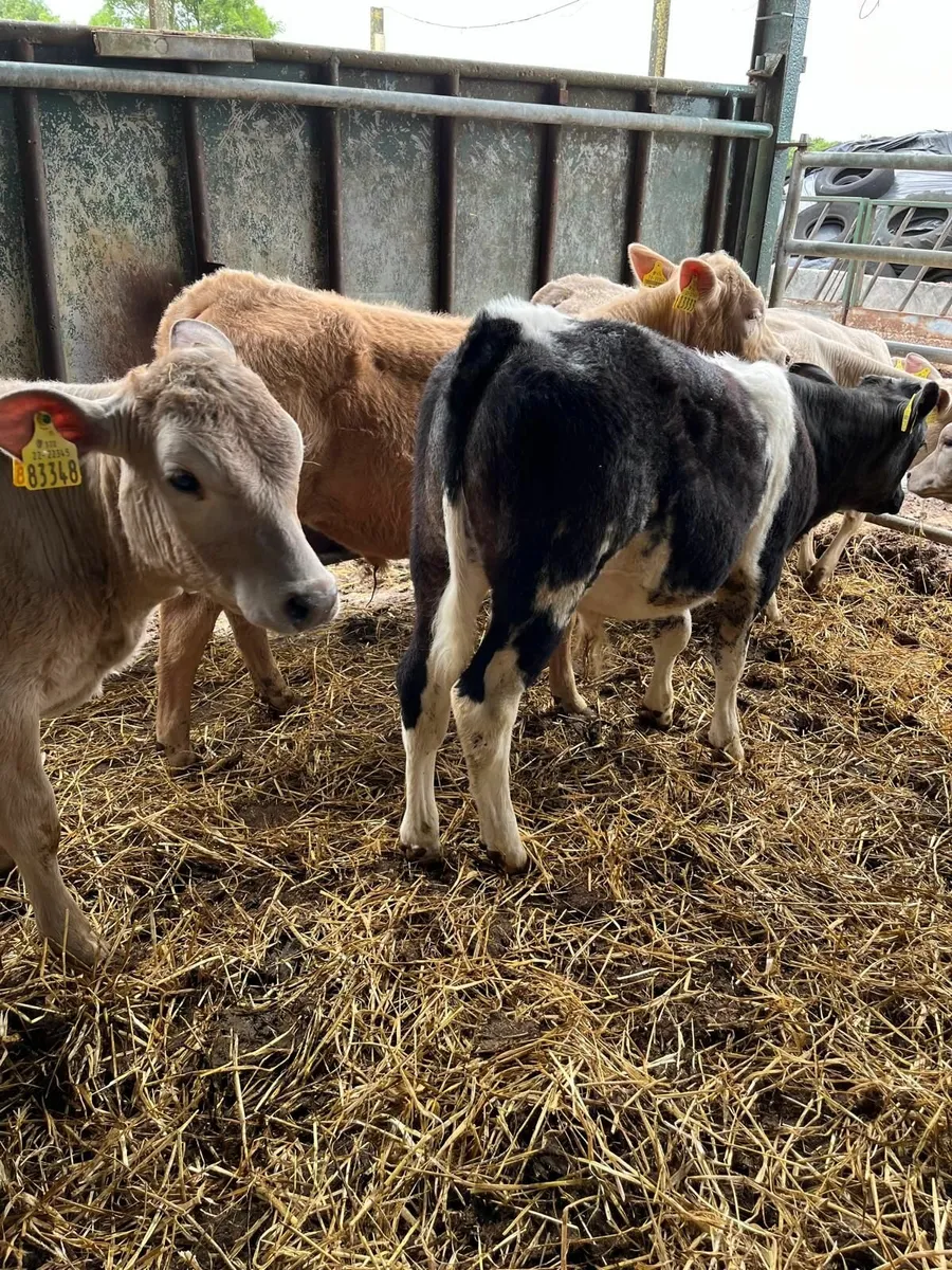 Calves - Image 1