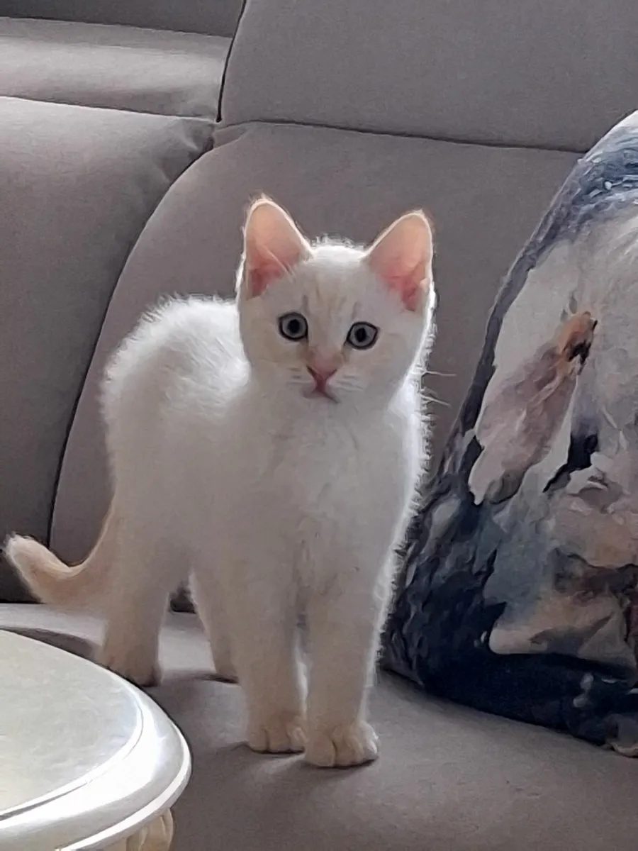 British shorthair X - Image 2