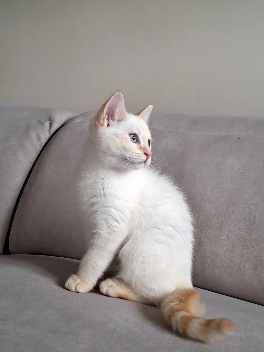 British shorthair X - Image 3