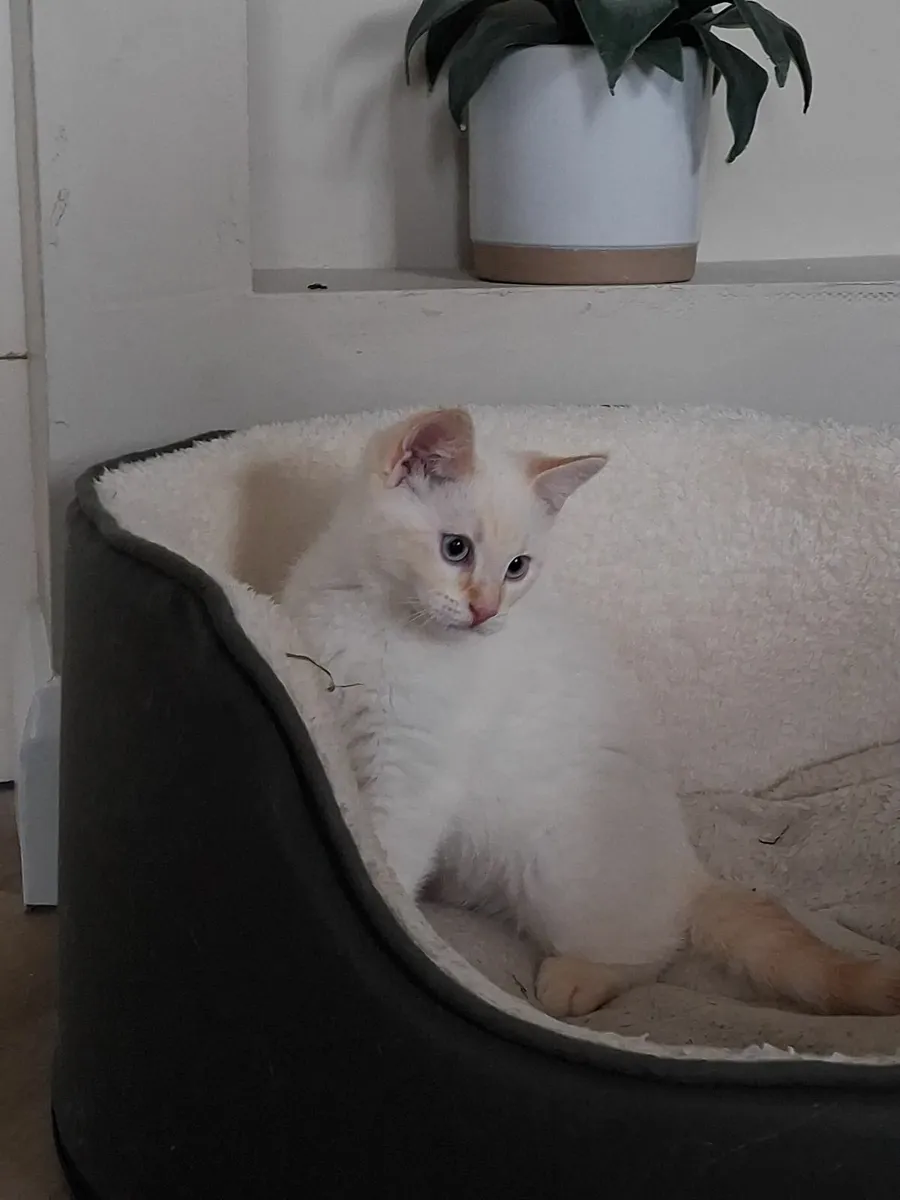 British shorthair X - Image 4
