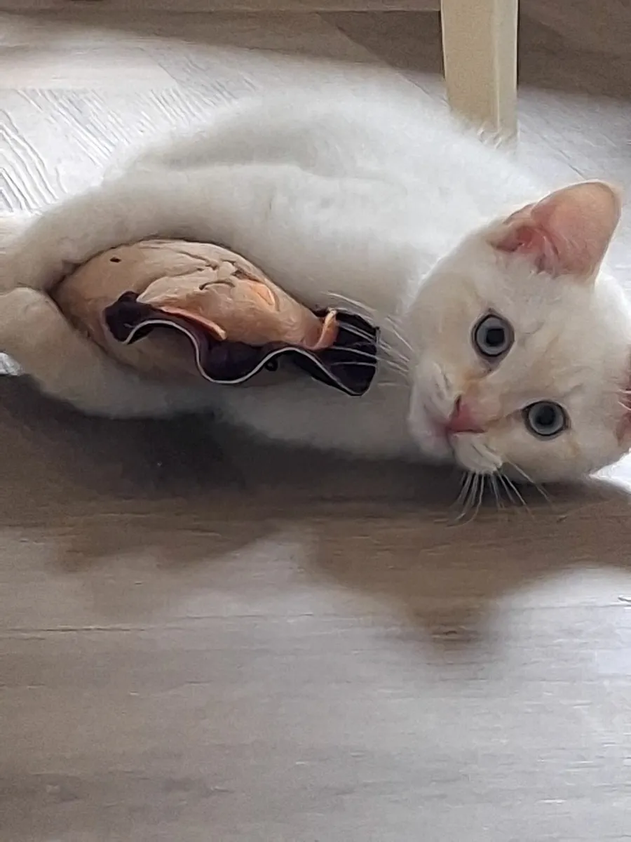 Beautiful kitten - Image 3