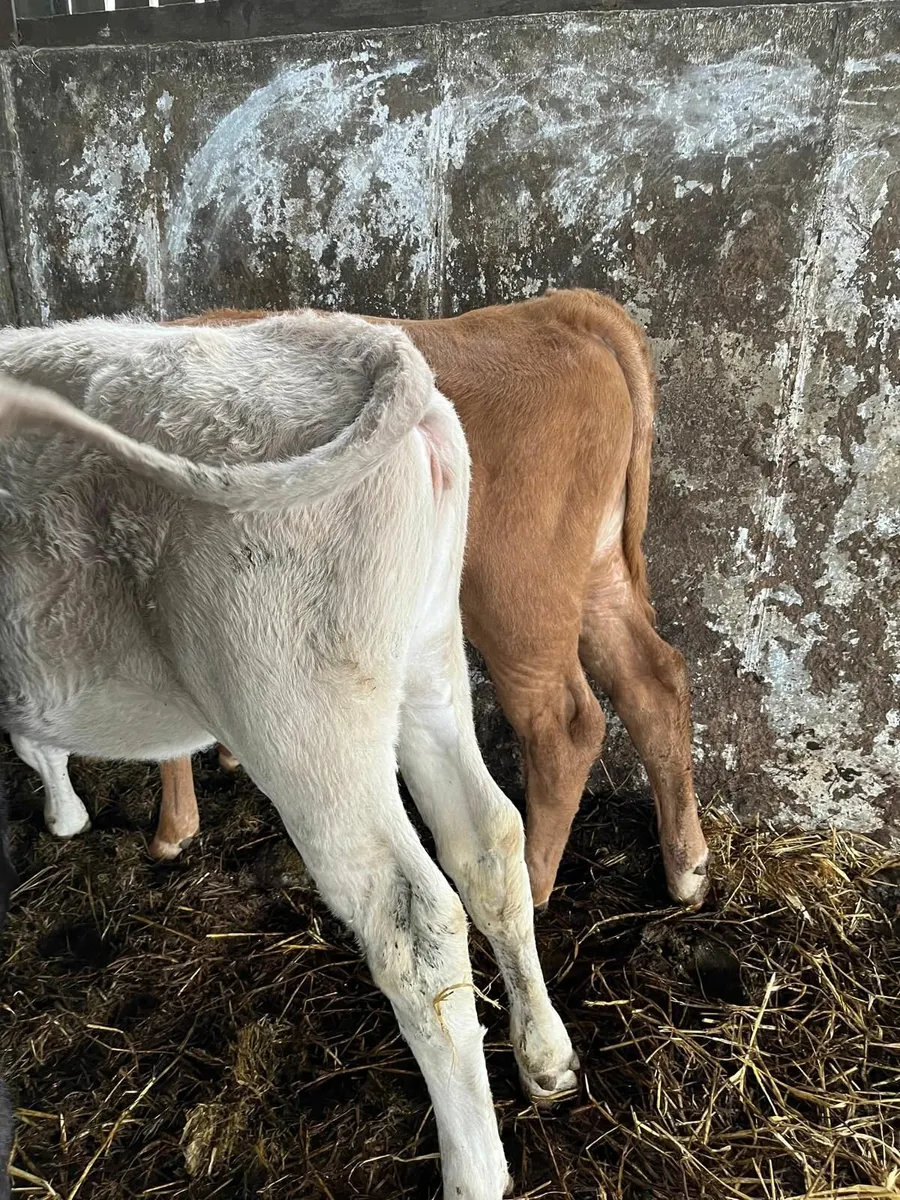 Calves - Image 2