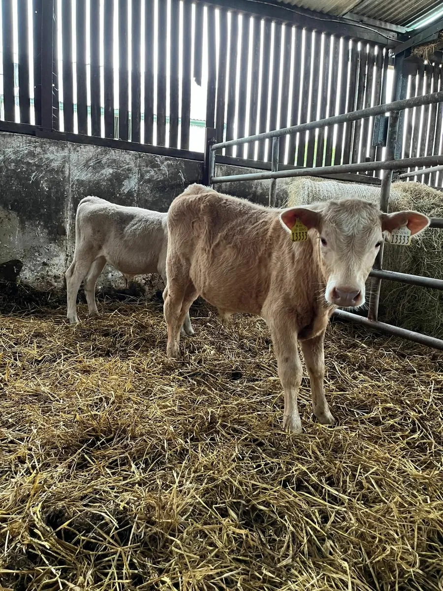 Calves - Image 3