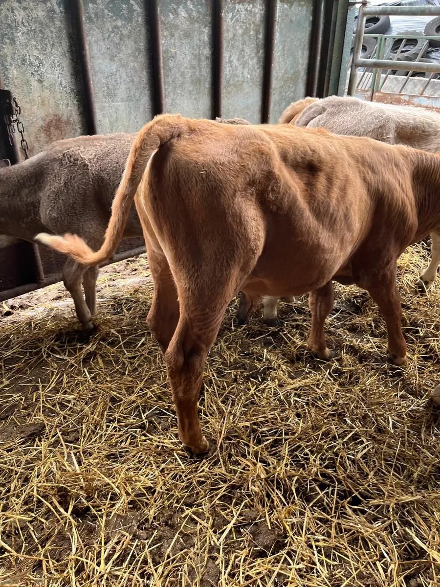 Calves - Image 4
