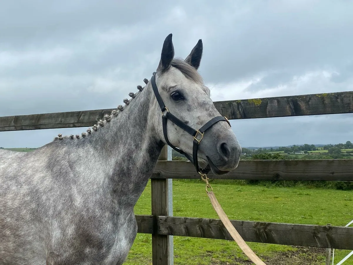Lot 279 gorsebridge - Image 2