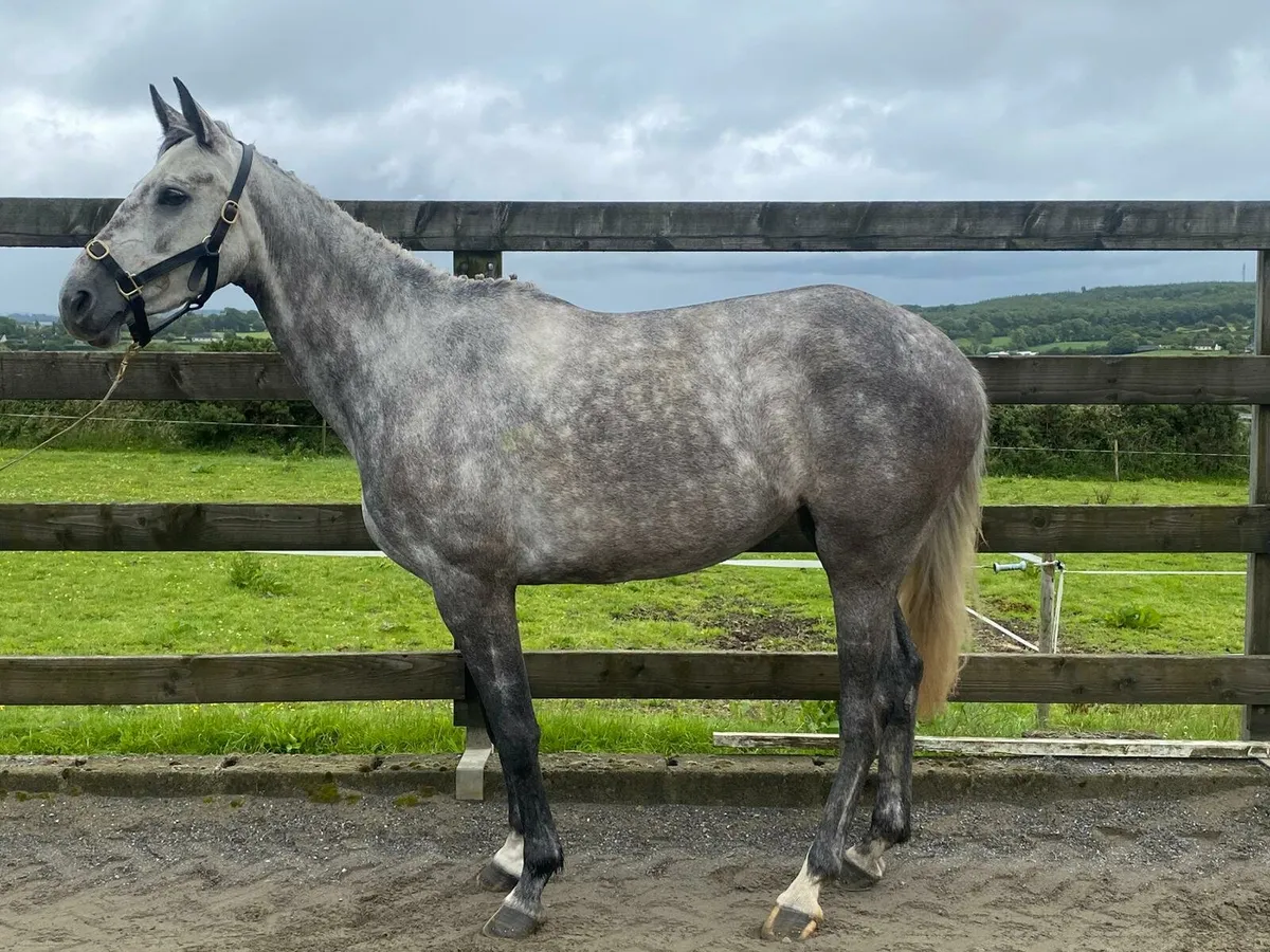 Lot 279 gorsebridge - Image 4
