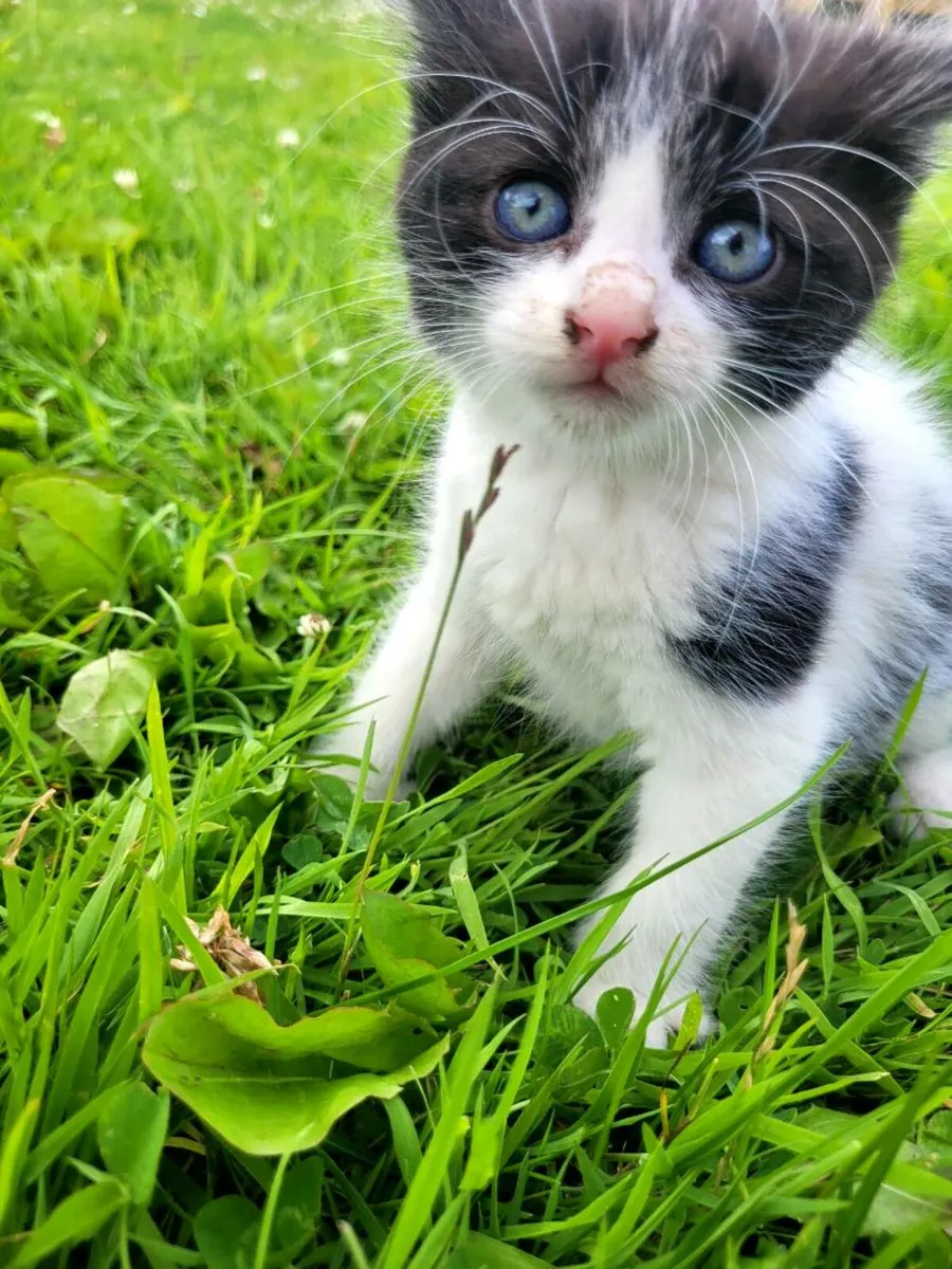 Kittens - Image 1