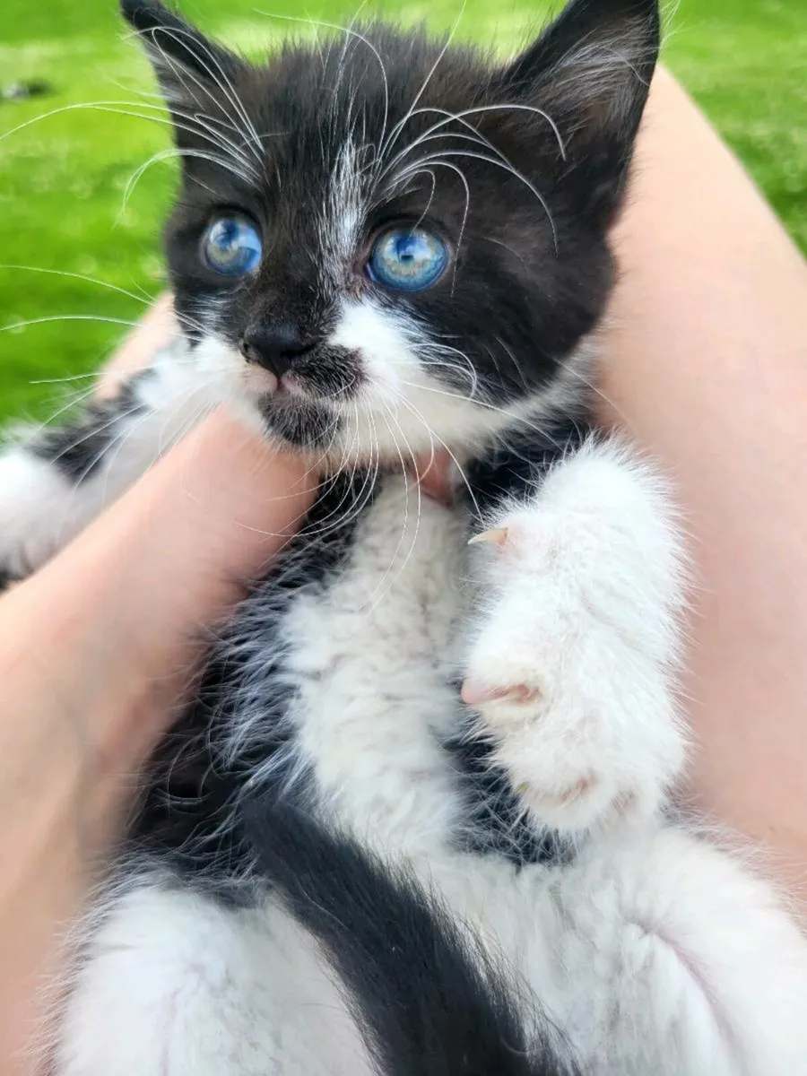 Kittens - Image 2