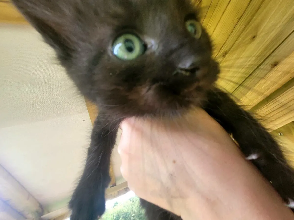 Kittens - Image 3