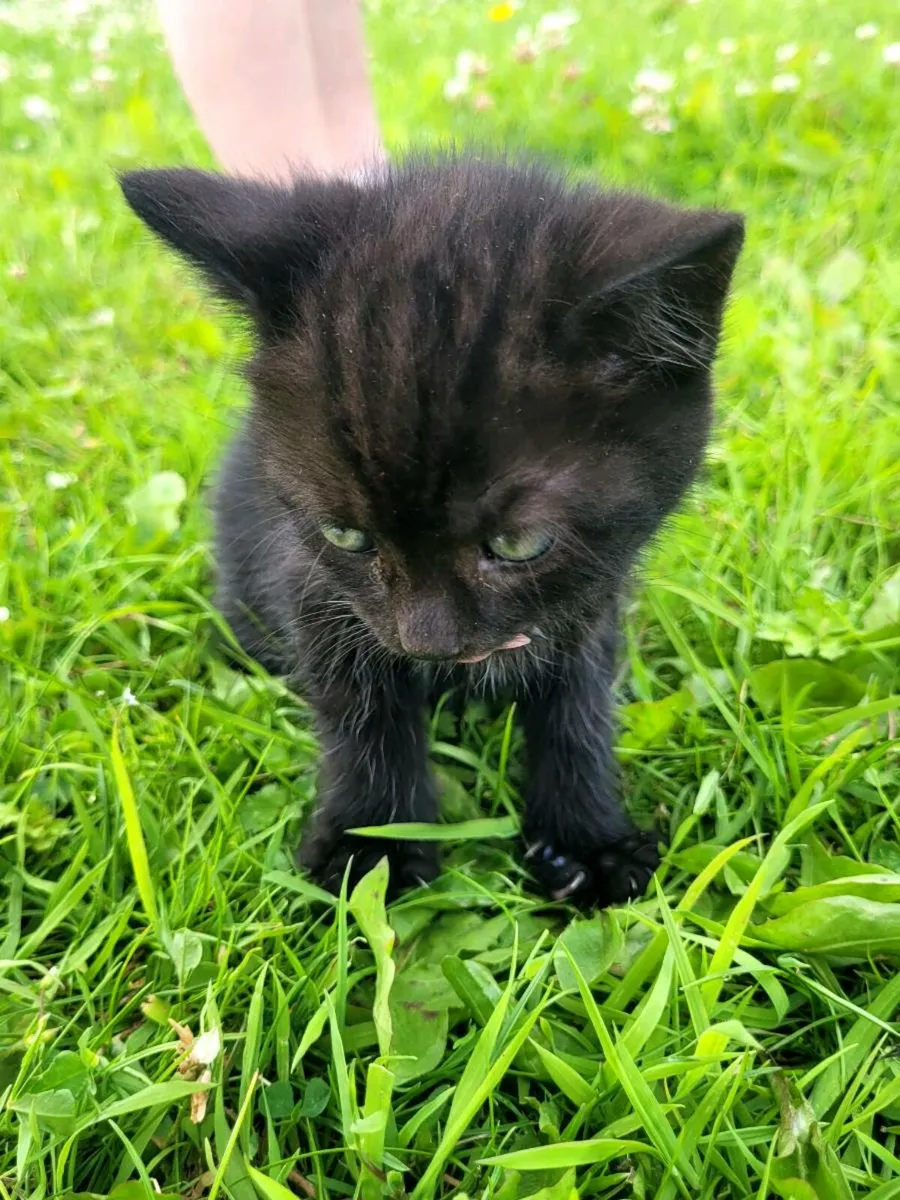 Kittens - Image 4