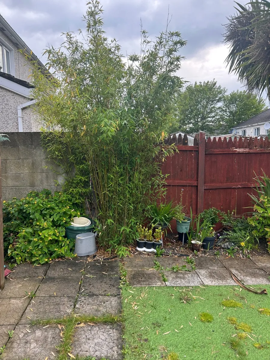 Bamboo - Image 1