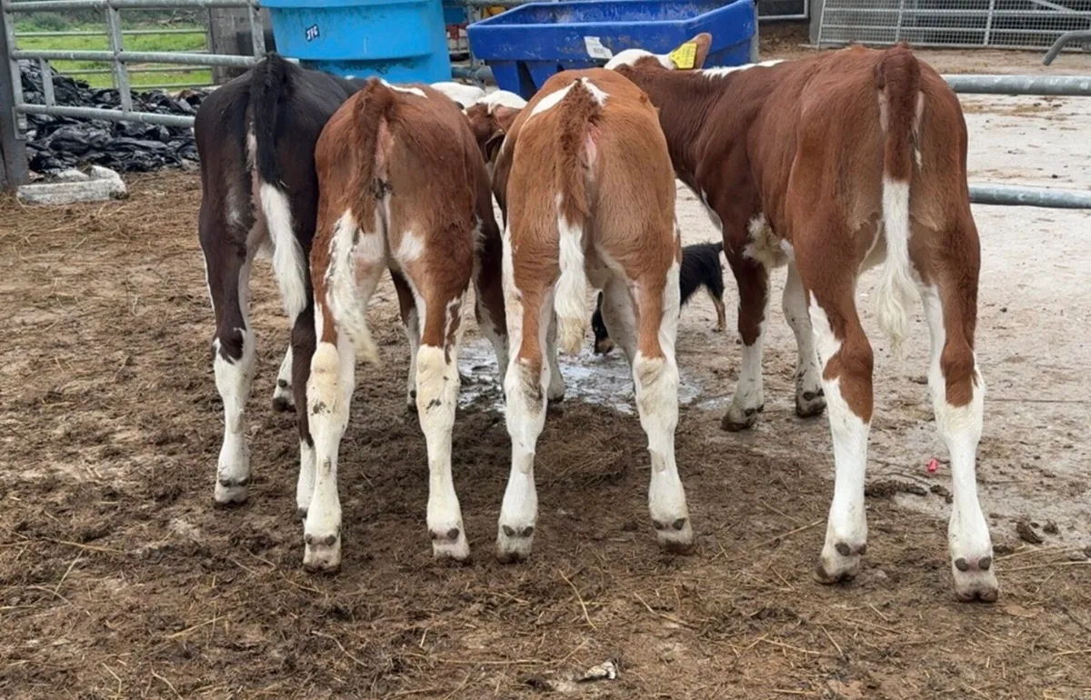 4 super heifer calves - Image 1