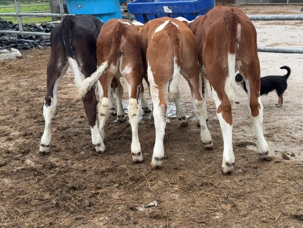 4 super heifer calves - Image 2