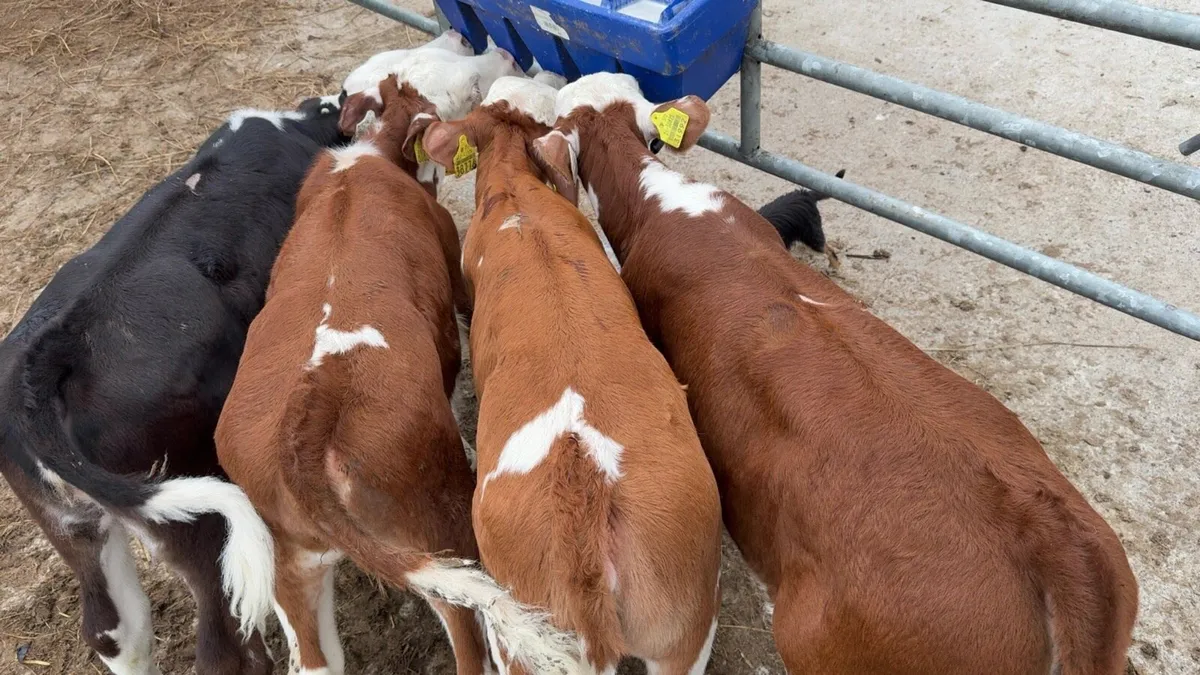 4 super heifer calves - Image 3