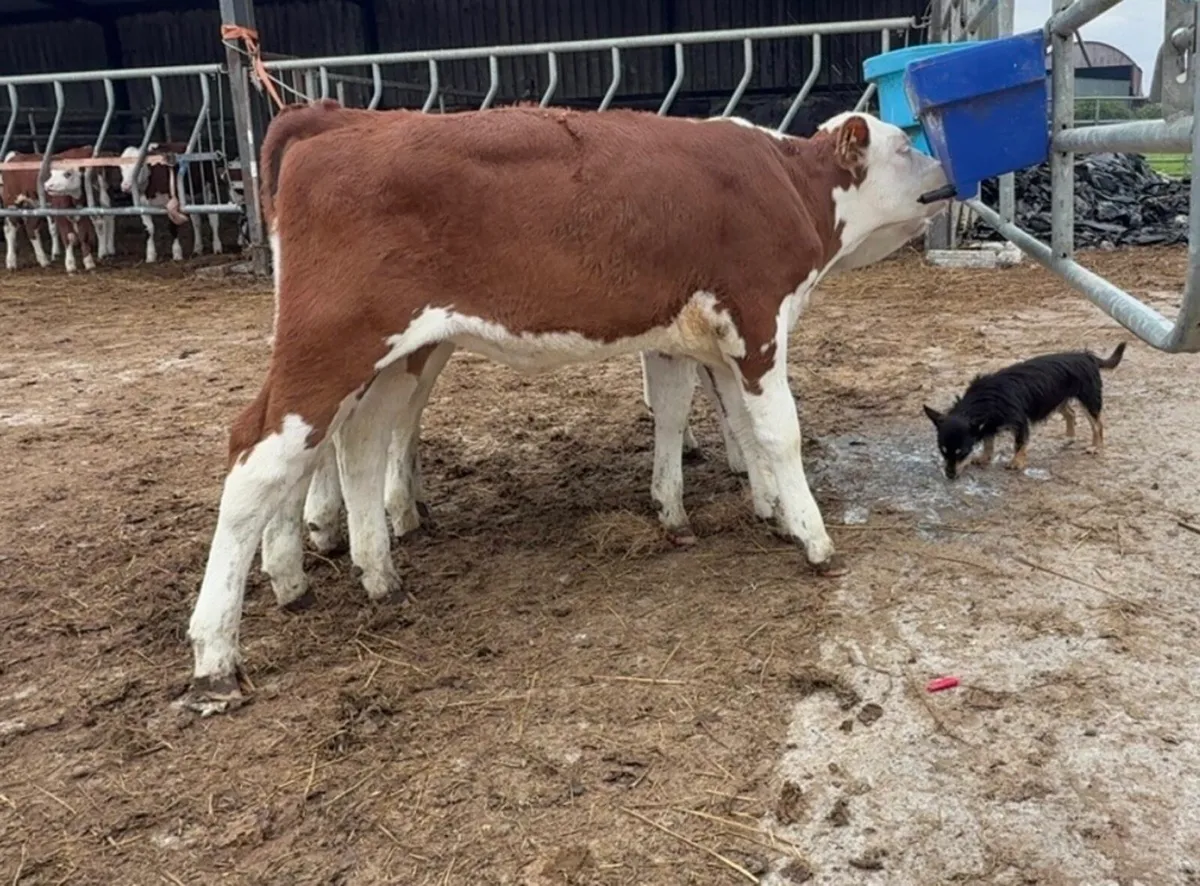 4 super heifer calves - Image 4