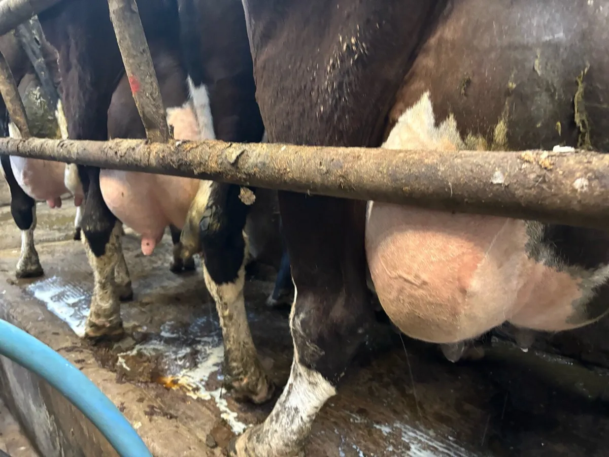 90 Dairy cows - Image 1