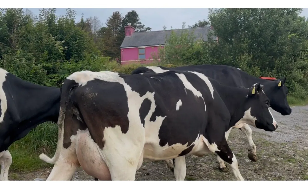 90 Dairy cows - Image 2
