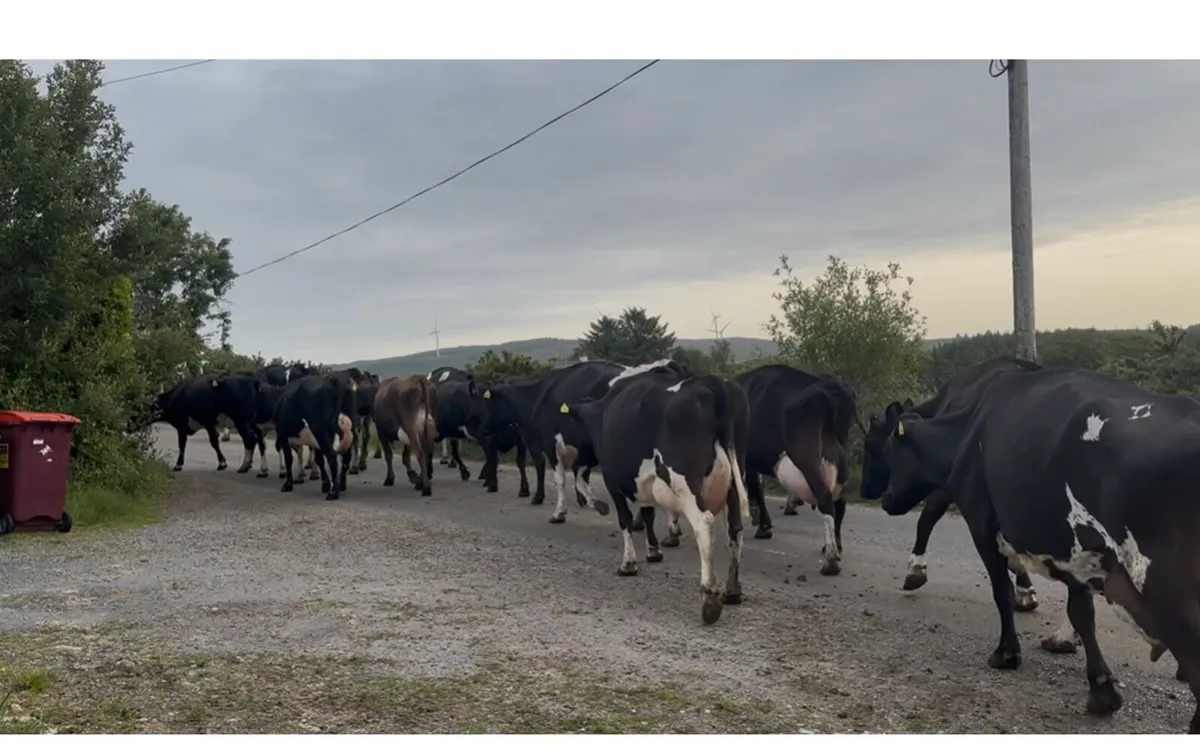 90 Dairy cows - Image 3