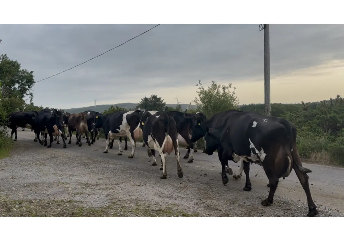 90 Dairy cows - Image 4