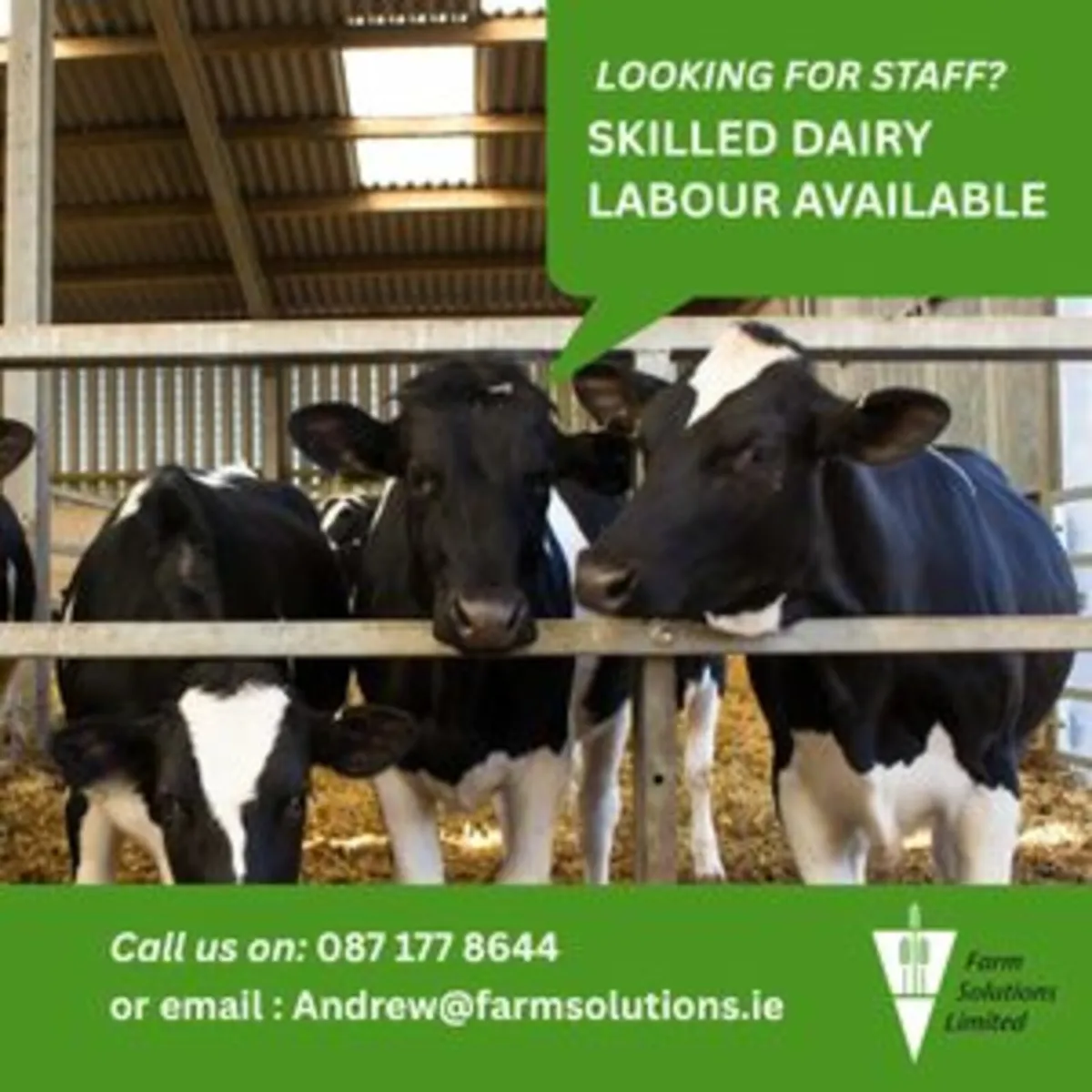 Skilled Dairy Labour - Image 4