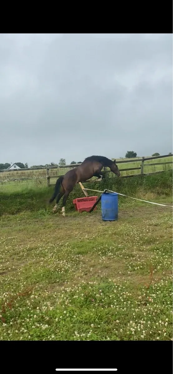 3 year old conticco filly - Image 1