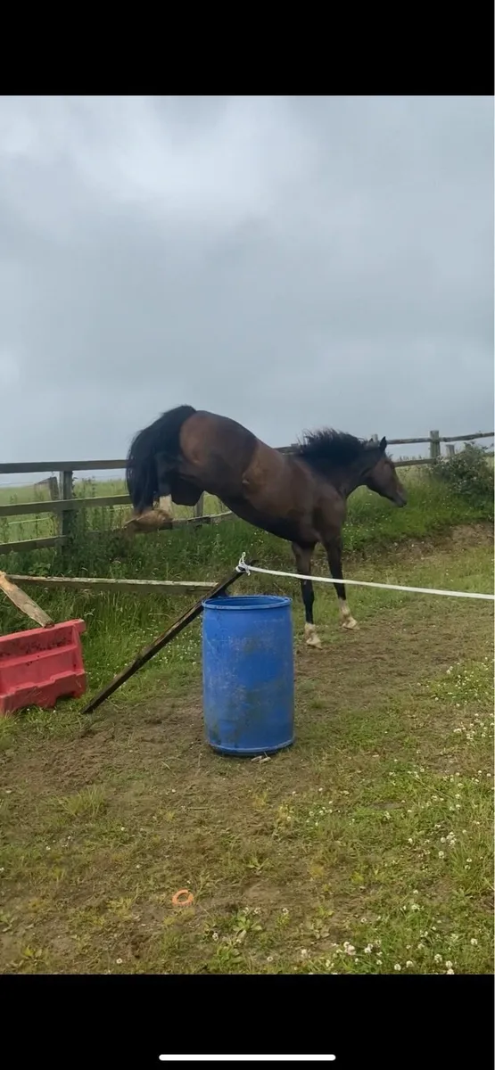 3 year old conticco filly - Image 2