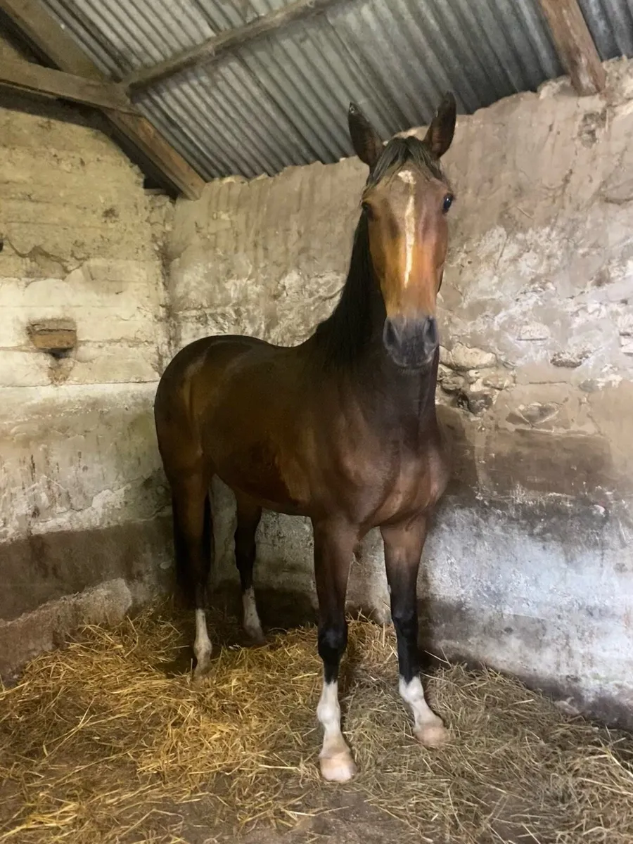 3 year old conticco filly - Image 3