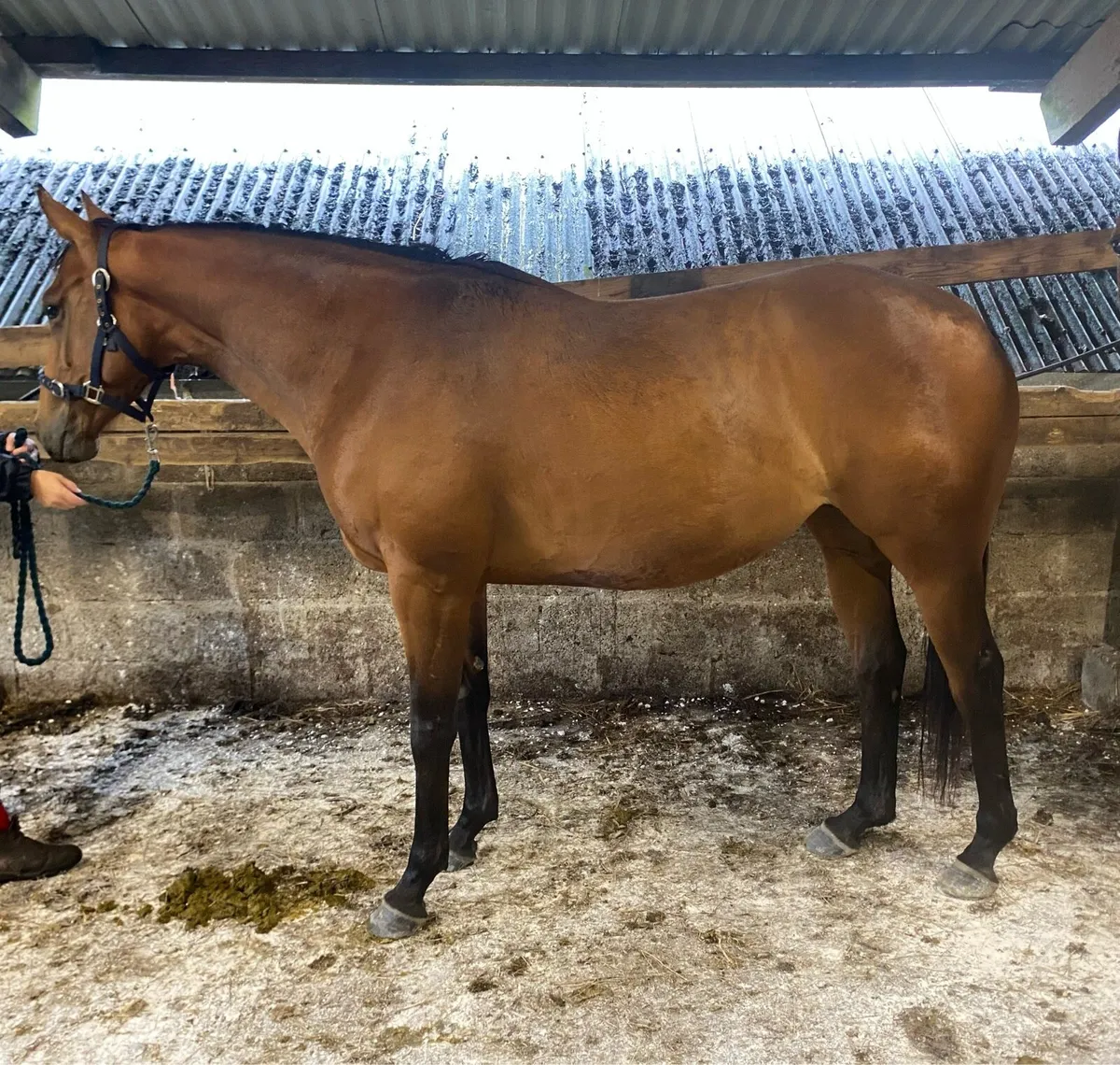 4 year old Mahler filly - Image 1