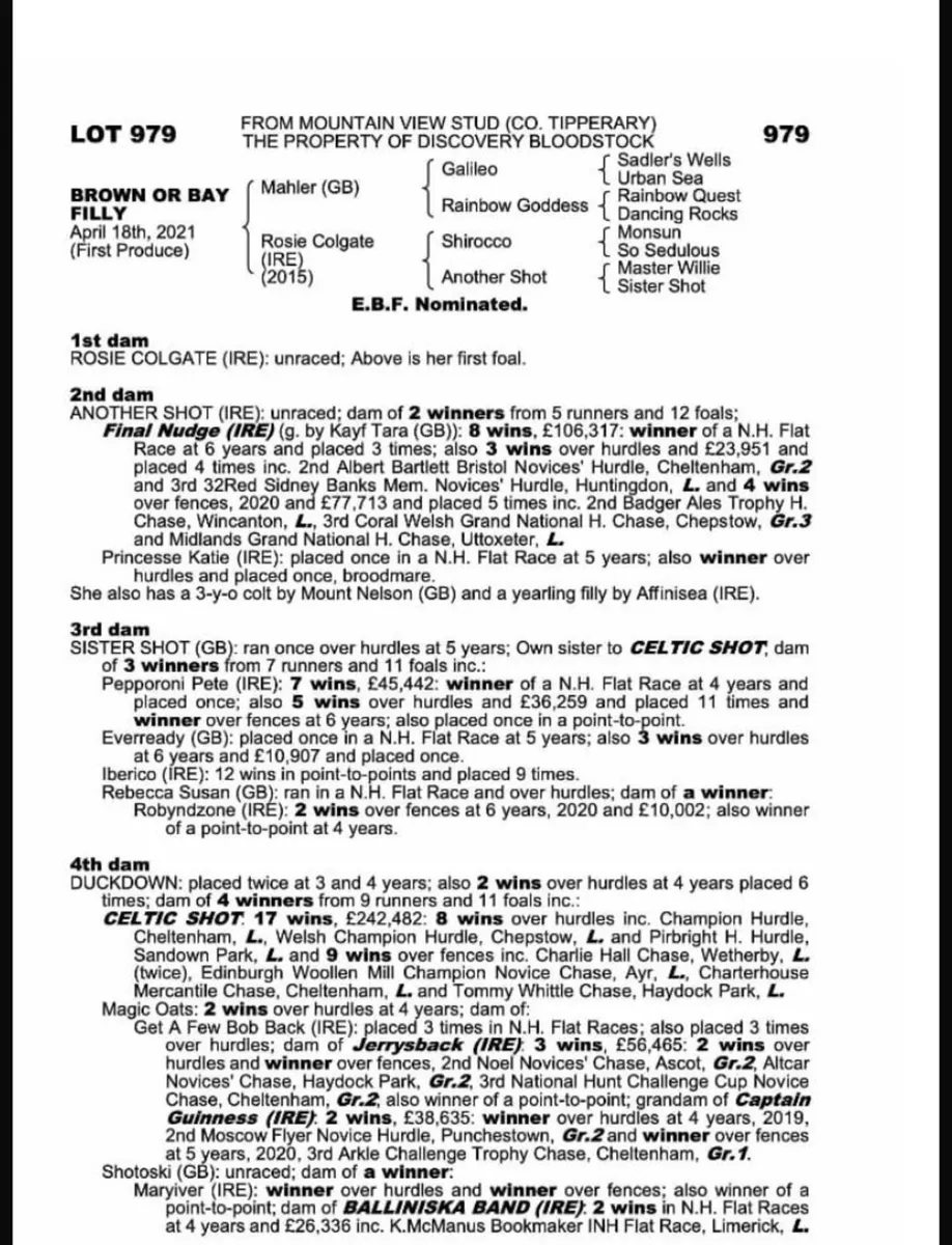 4 year old Mahler filly - Image 2