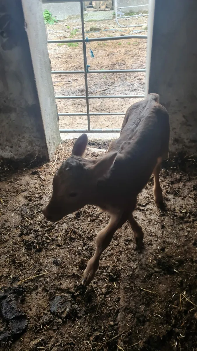 Limousin Heifer Calf - Image 2