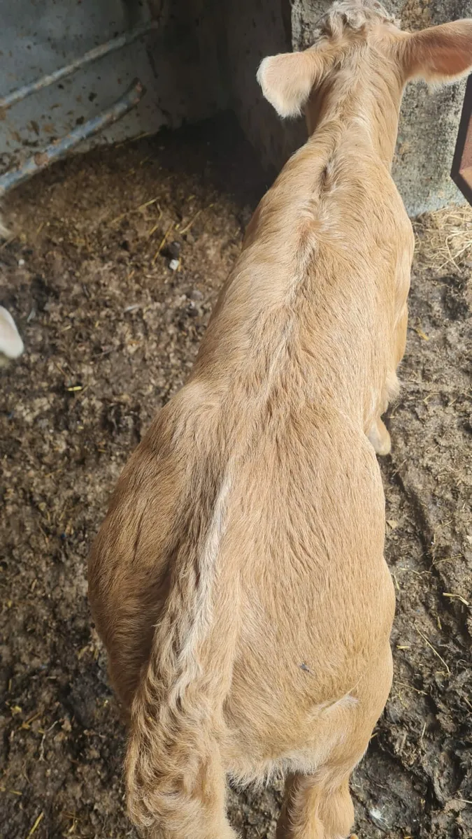 Limousin Heifer Calf - Image 3