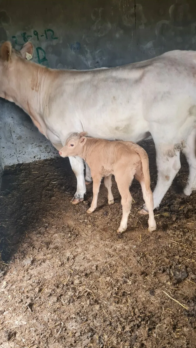 Limousin Heifer Calf - Image 1